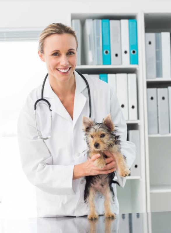 Onde Tem Ortopedia Animal Cancelli - Ortopedista para Cachorro