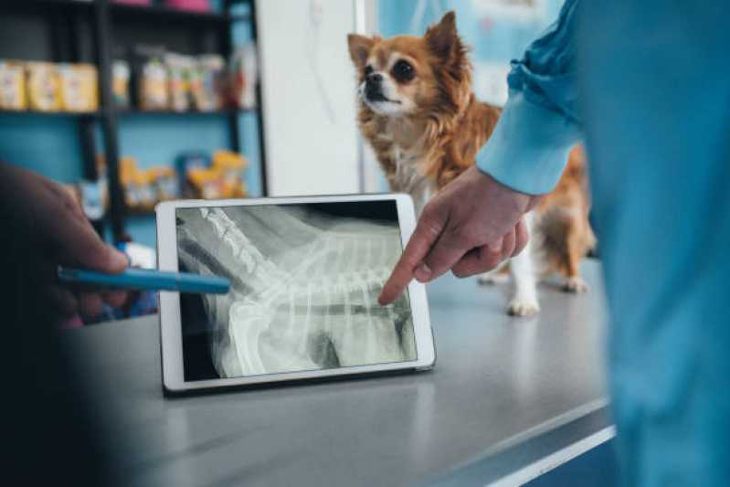 Onde Tem Ortopedia para Animais de Médio Porte Medianeira - Ortopedia Animal
