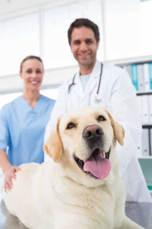 Onde Tem Ortopedia para Animais de Pequeno Porte Vera Cruz do Oeste - Ortopedia para Cachorro Toledo