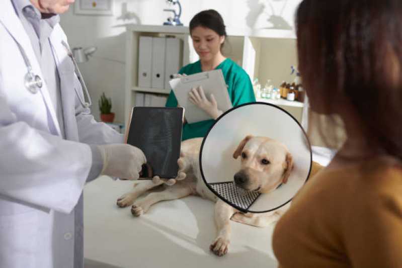 Onde Tem Ortopedia para Cachorro de Grande Porte São Miguel do Iguaçu - Ortopedista de Cachorro