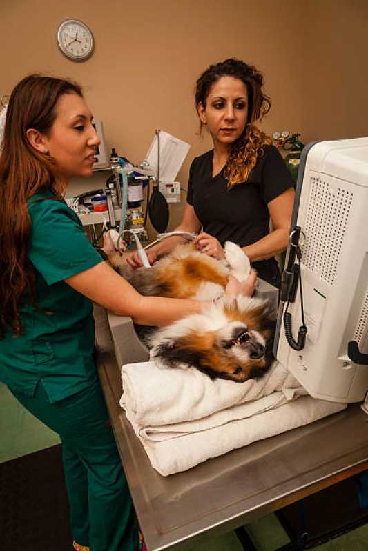 Onde Tem Ortopedia para Cães de Grande Porte Capitão Leônidas Marques - Ortopedia para Animais de Médio Porte