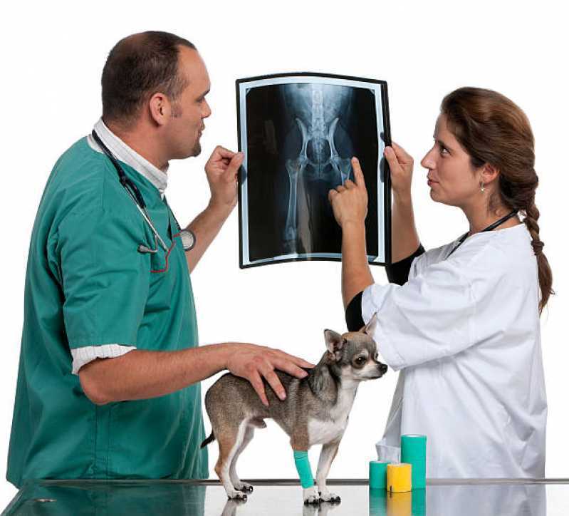 Onde Tem Ortopedista de Cachorro Tupãssi - Ortopedia para Cachorro de Pequeno Porte