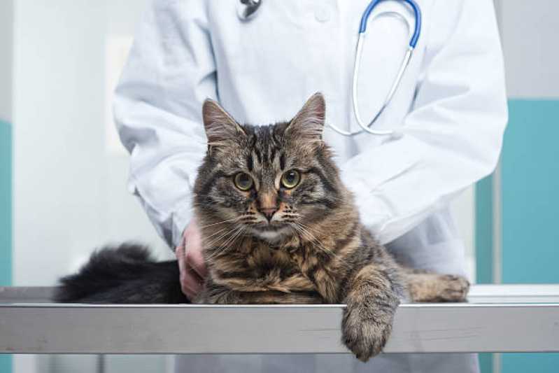 Onde Tem Ortopedista para Gatos Boa Vista da Aparecida - Ortopedista de Cachorro