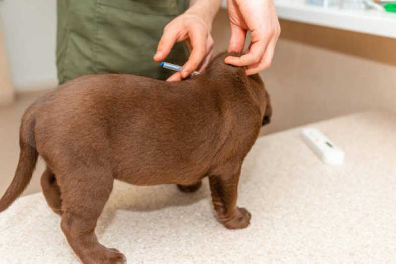 Onde Tem Tratamento com Células Tronco para Doença de Cachorro Tupãssi - Tratamento Veterinário com Células Tronco Toledo