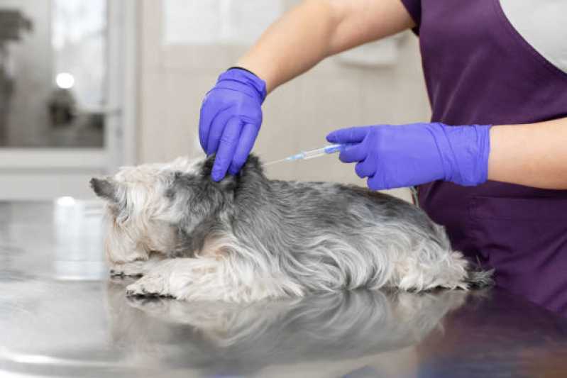 Onde Tem Tratamento de Doenças de Cães com Células Troncos Neva - Tratamento Veterinário de Olho Seco com Células Tronco