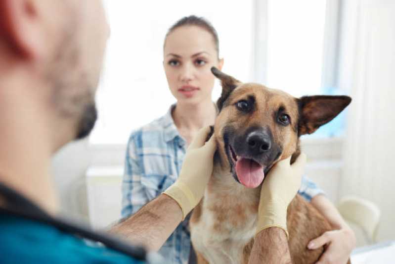 Onde Tem Tratamento Veterinário com Células Tronco para Cães Matelândia - Tratamento Veterinário Células Tronco