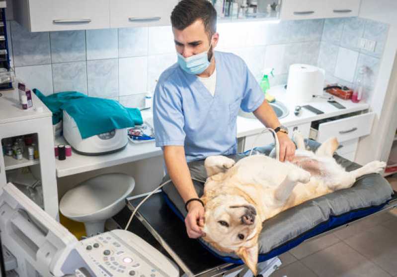 Onde Tem Urologia de Animais Santa Tereza do Oeste - Urologia para Cachorros
