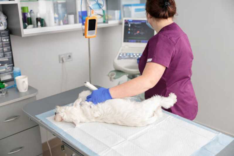 Onde Tem Urologia para Cachorro de Pequeno Porte Fogotti - Urologia de Animais