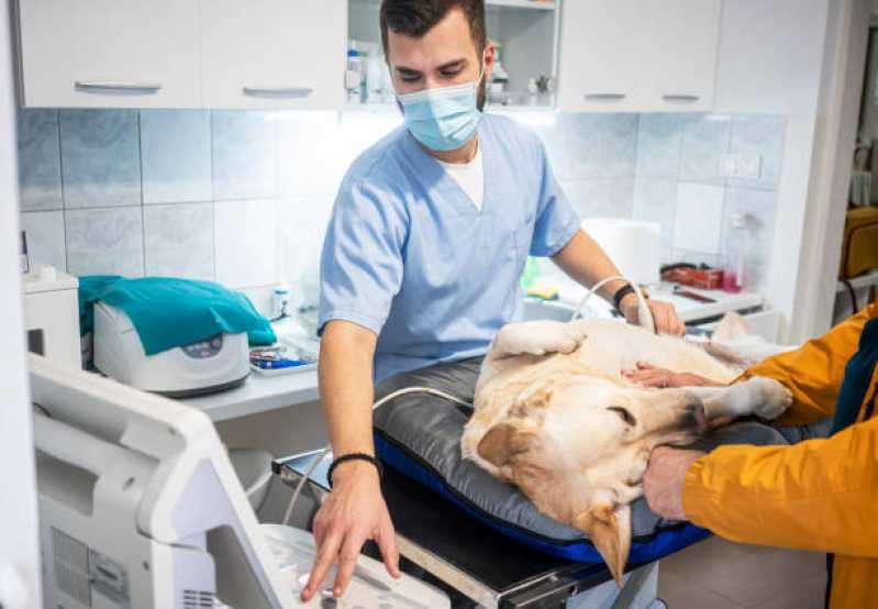 Onde Tem Urologia para Cães e Gatos Recanto Tropical - Urologia em Cães