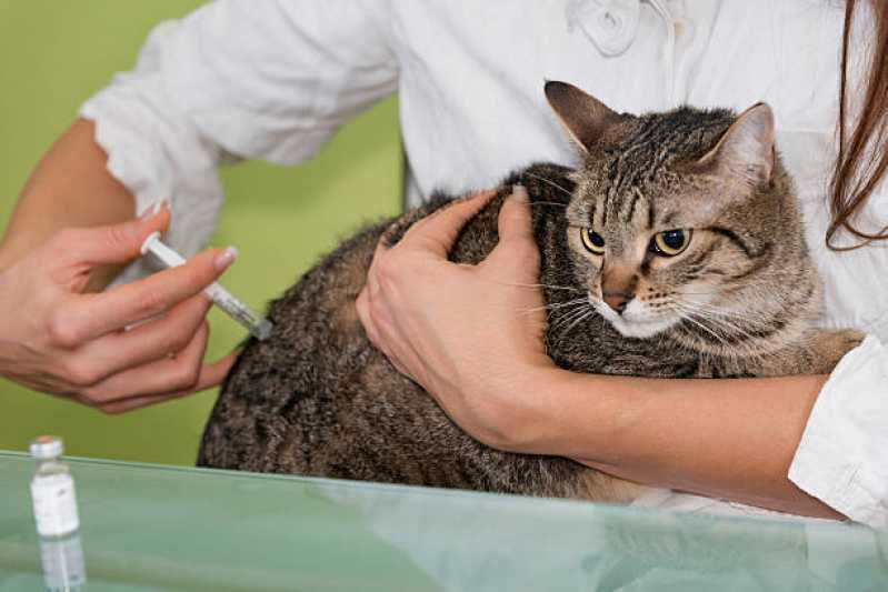 Onde Tem Vacina Antirrábica para Gato Capitão Leônidas Marques - Vacina para Gato V4