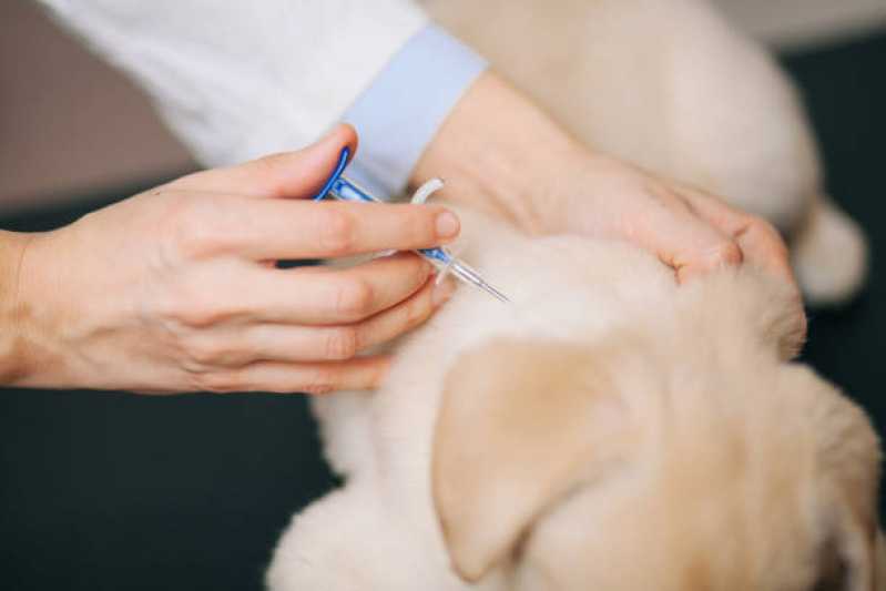 Onde Tem Vacina contra Raiva em Cachorro Pinheirinho - Vacina Fiv Felv