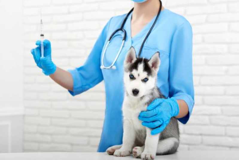 Onde Tem Vacina contra Raiva Gato Vila Operária - Vacina contra Raiva para Cachorro