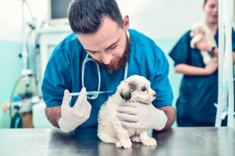 Onde Tem Vacina contra Raiva para Cachorro São Pedro do Iguaçu - Vacina Antirrábica para Gato
