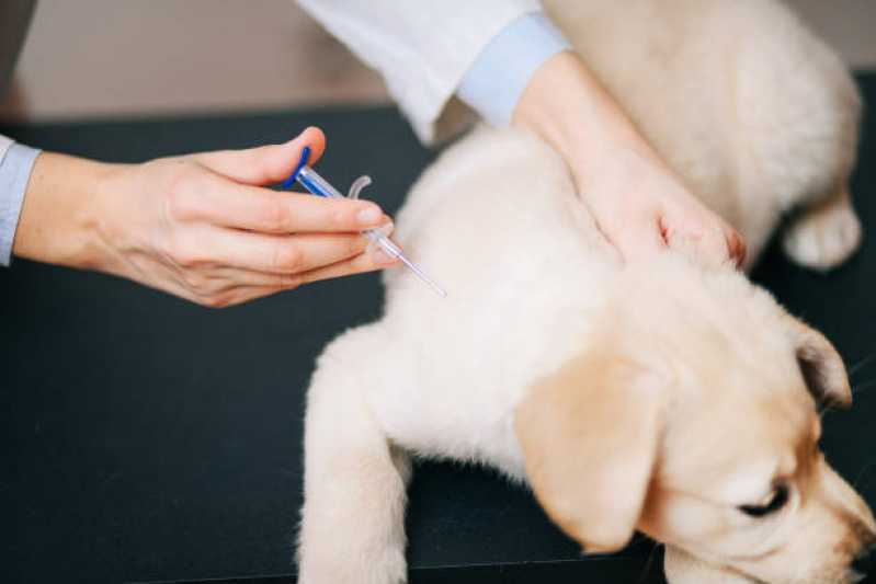 Onde Tem Vacina de Raiva para Cachorro Santo Onofre - Vacina de Raiva Gato