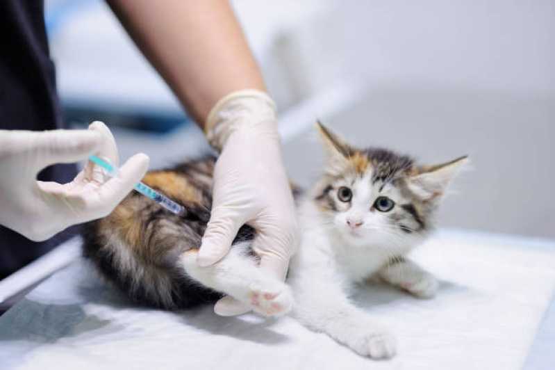Onde Tem Vacina de Raiva para Gatos São Cristóvão - Vacina de Raiva Gato
