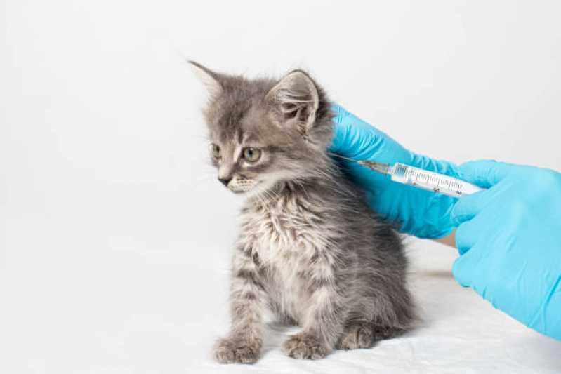 Onde Tem Vacina para Filhote de Gato Santo Onofre - Vacina para Filhote de Gato