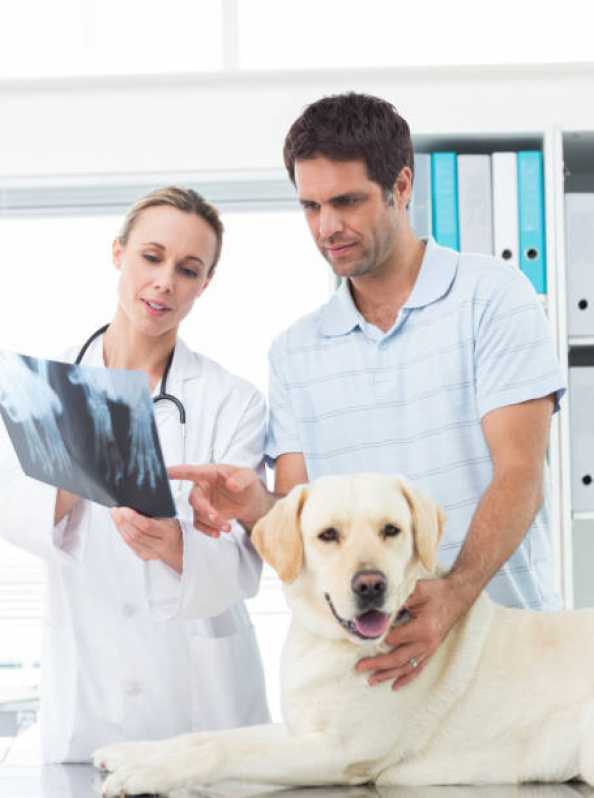 Ortopedia Animal Clínica Anahy - Ortopedia para Cachorro Cascavel