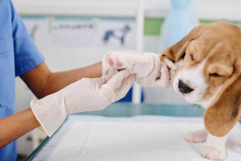 Ortopedia para Animais de Médio Porte Clínica Coqueiral - Ortopedia para Cachorro