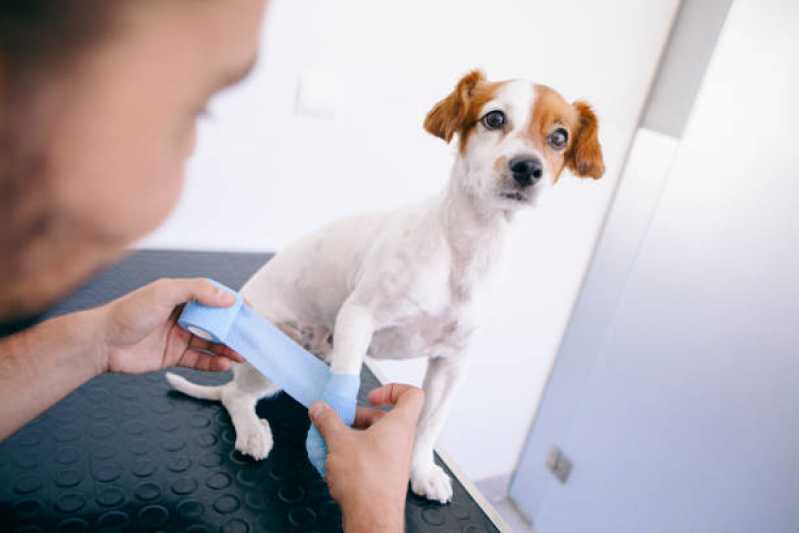 Ortopedia para Animais de Médio Porte Tupãssi - Ortopedia para Cachorro de Pequeno Porte