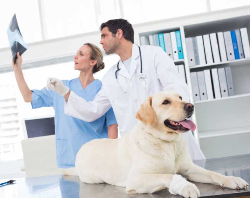Ortopedia para Animais de Pequeno Porte Clínica Ibema - Ortopedista para Cachorro