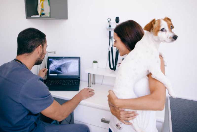 Ortopedia para Animais de Pequeno Porte Vila Industrial - Ortopedista de Cachorro