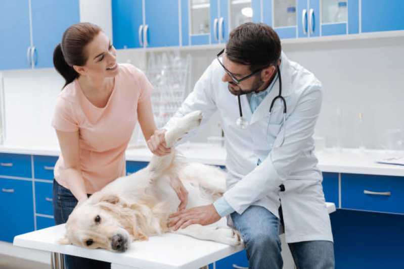 Ortopedia para Cachorro de Grande Porte Clínica Santos Dumont - Ortopedia para Cachorro Toledo