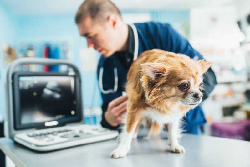 Ortopedia para Cachorro de Pequeno Porte Clínica Cascavel Velho - Ortopedia para Cães de Grande Porte