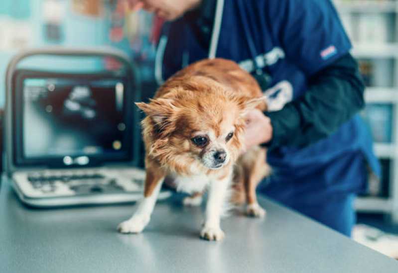 Ortopedia para Cachorro de Pequeno Porte Assis - Ortopedia para Animais de Médio Porte