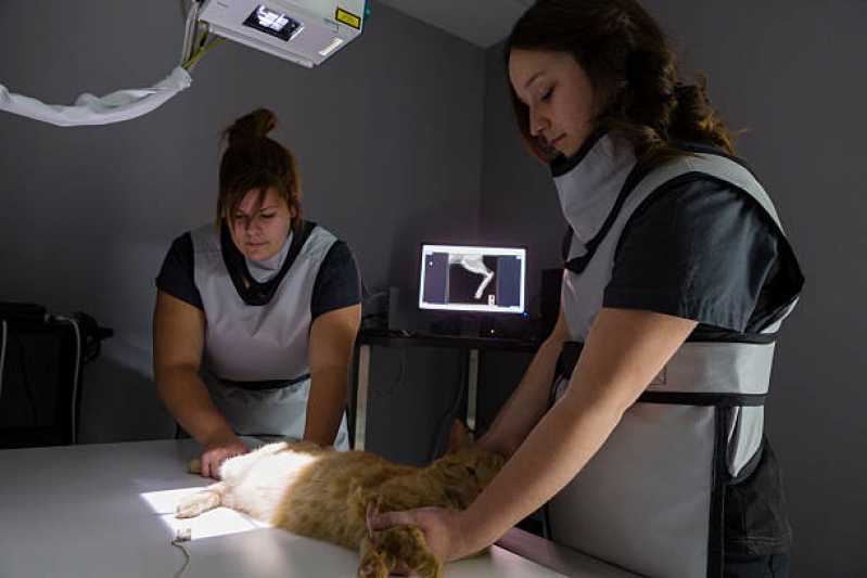 Ortopedia para Cães de Grande Porte Clínica Conjunto Habitacional Britânia - Ortopedia para Animais de Médio Porte