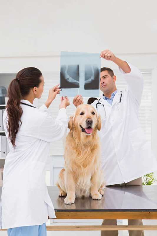 Ortopedia para Cães de Grande Porte Centro de Toledo - Ortopedista de Cachorro