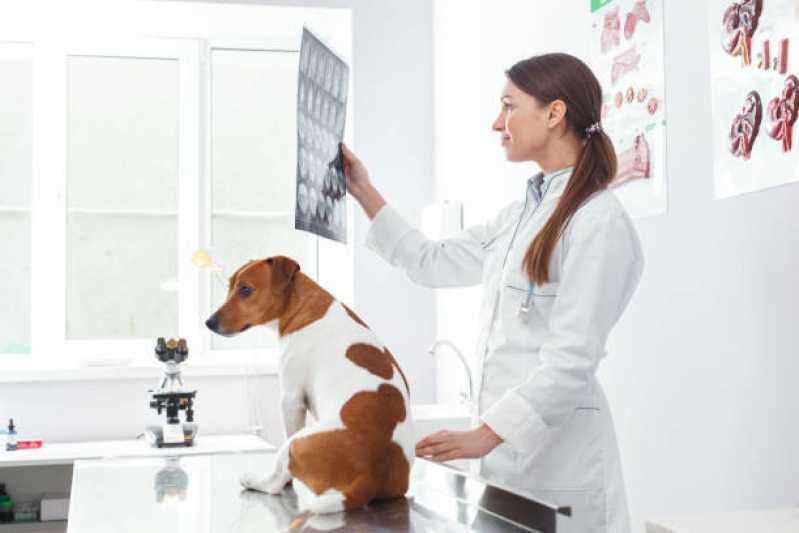 Ortopedia para Cães e Gatos Clínica Morumbi - Ortopedia para Animais de Pequeno Porte
