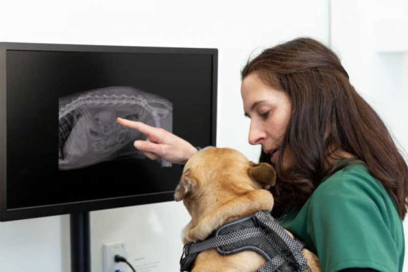 Ortopedia para Cães e Gatos Jardim Recanto - Ortopedia para Cachorro Toledo