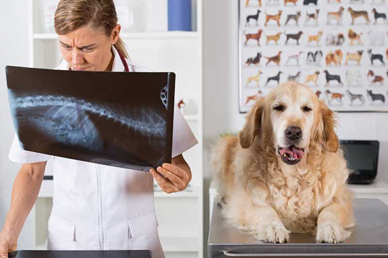 Ortopedista de Cachorro Clínica Morumbi - Ortopedista para Cachorro