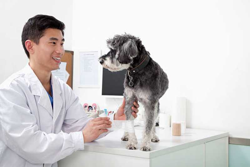 Ortopedista para Cachorro Clínica Cascavel Velho - Ortopedia para Cães de Grande Porte