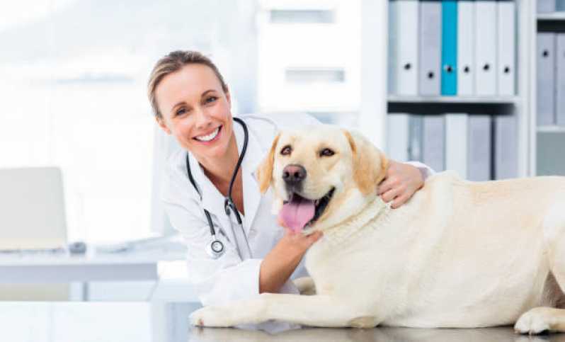 Ortopedista para Cachorro Cascavel - Ortopedia para Animais de Médio Porte