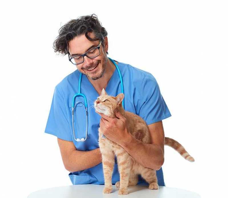 Ortopedista para Gatos Clínica São Cristóvão - Ortopedia para Cachorro