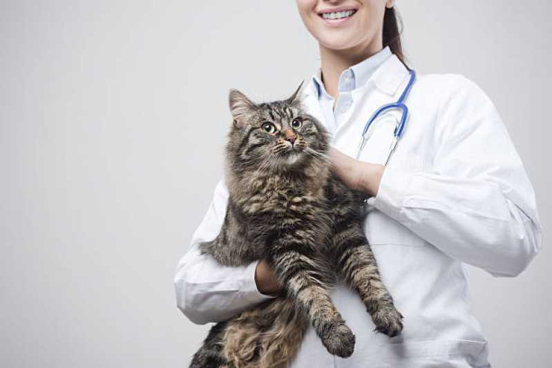Ortopedista para Gatos Ibema - Ortopedia Animal