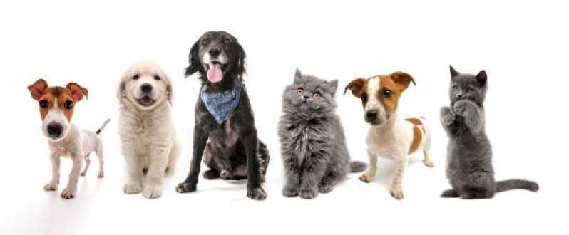 Pet Shop Banho Contato Capitão Leônidas Marques - Pet Shop para Gatos