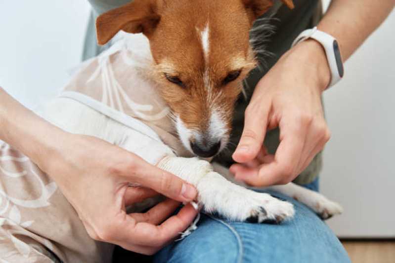 Pronto Socorro Animal 24 Horas Telefone Pinheirinho - Pronto Socorro para Cachorros Toledo