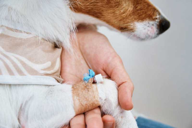 Pronto Socorro Animal 24 Horas Pinheirinho - Pronto Socorro para Cachorros