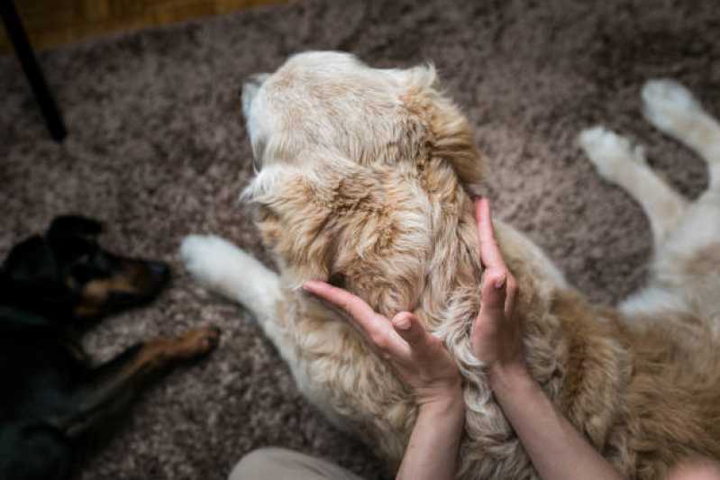 Pronto Socorro para Cachorros São Francisco - Pronto Socorro 24h para Animais de Estimação