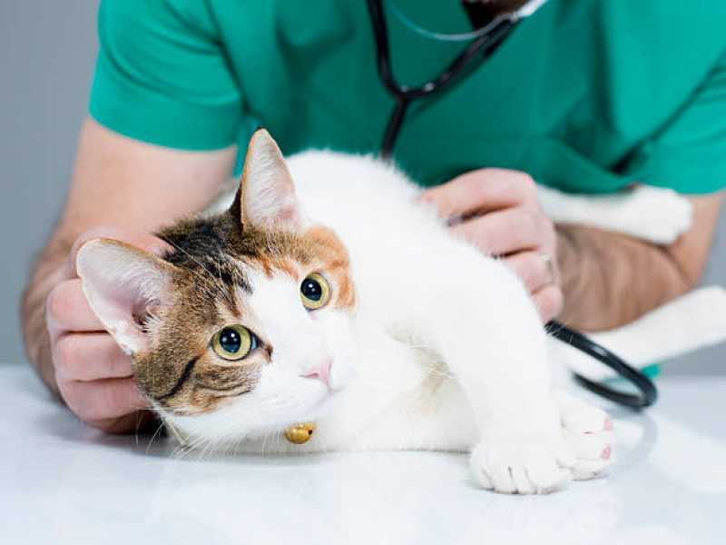 Pronto Socorro para Gatos Ubiratã - Pronto Socorro 24h para Gatos
