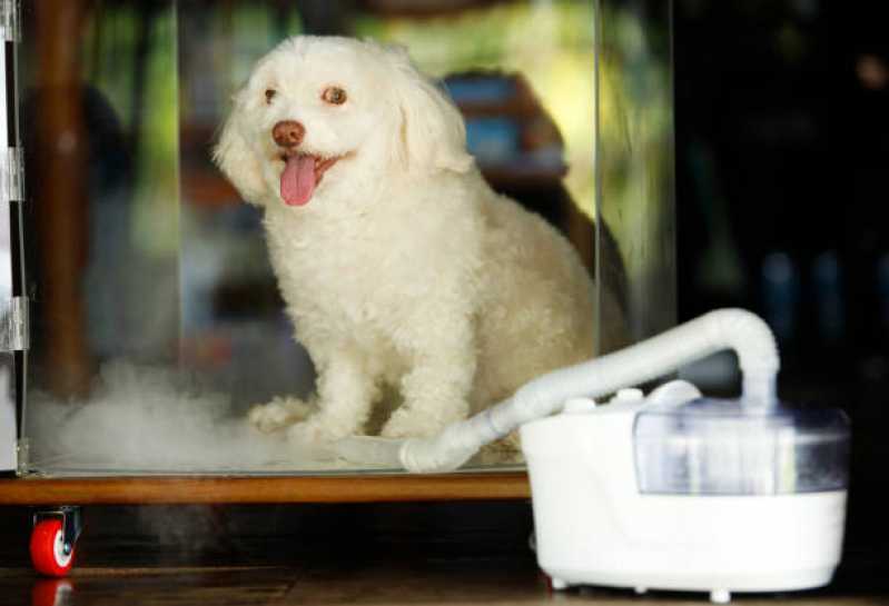 Pronto Socorro para Pets 24 Horas Telefone Cataratas - Pronto Socorro para Cães