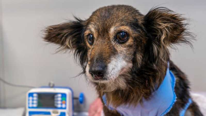 Pronto Socorro Pet 24 Horas Telefone Maracanã - Pronto Socorro para Cachorros