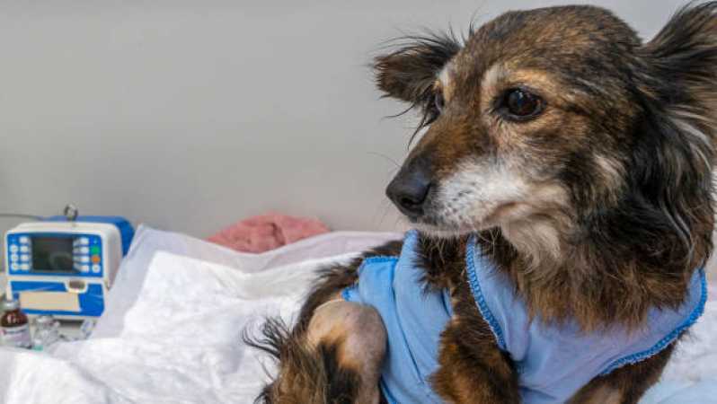 Pronto Socorro Pet 24 Horas Linha São Francisco - Pronto Socorro para Cães