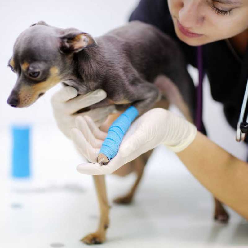 Telefone de Hospital Veterinário Brasmadeira - Hospital Veterinário de Cães e Gatos