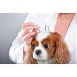 acupuntura de cachorro Interlagos