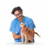 acupuntura em gatos marcar Quatro Pontes