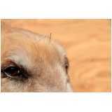 acupuntura para cachorro de grande porte marcar Boa Vista da Aparecida