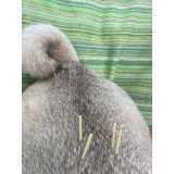 acupuntura para cachorro marcar Morumbi